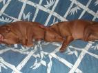 Cirneco Photo